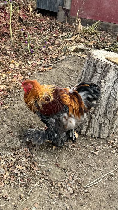 Продам петуха цена 5000