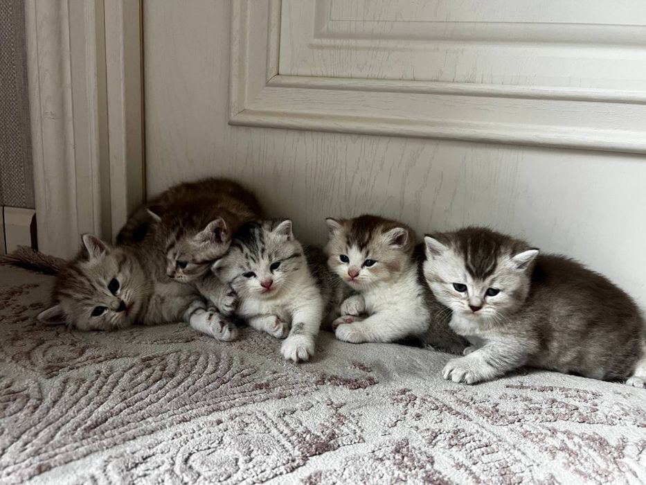 Котята 1 месяц пародистые