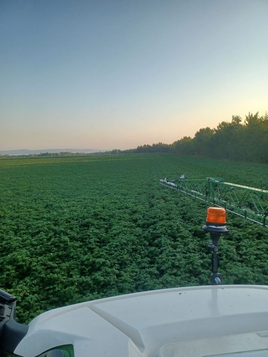 Cartofi sămânță cerificata, din elita, Riviera, Arizona, Bellarosa,