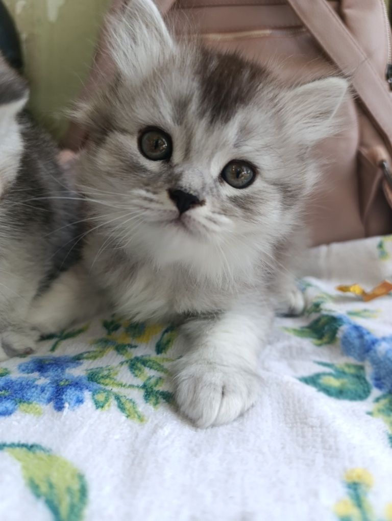 Котята.Серебристая Шиншилла