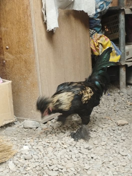Yapon xoʻroz zotli