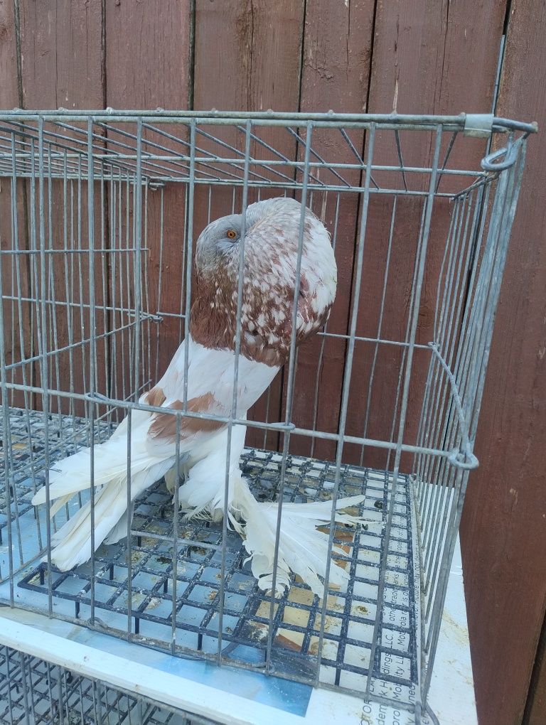 Gușați de Pomerania