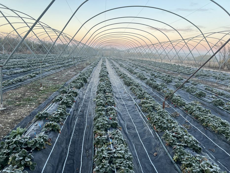 Vand urgent afacere la cheie in Scurtu Slavesti , Teleorman