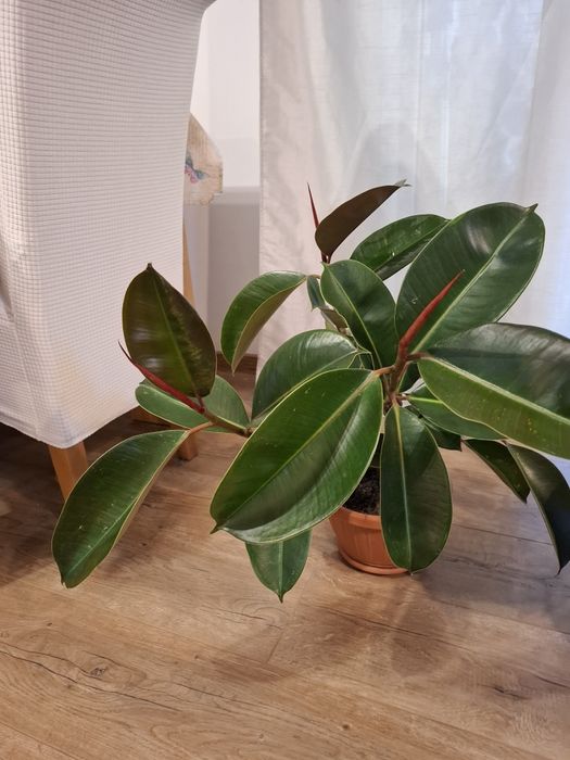 Ficus in ghiveci frumos ramificat,60-70 cm