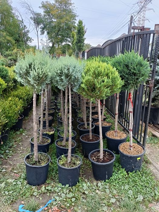 Leylandii chiparos