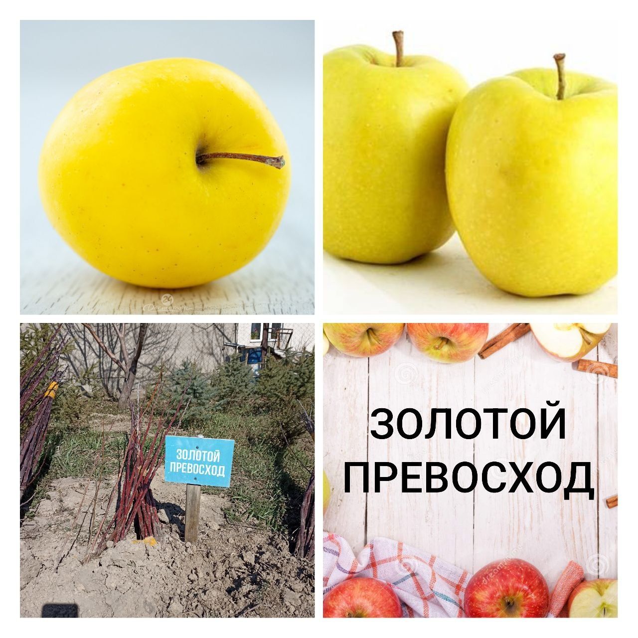 Продам саженцы/яблони