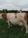 Vaca garantata de lapte