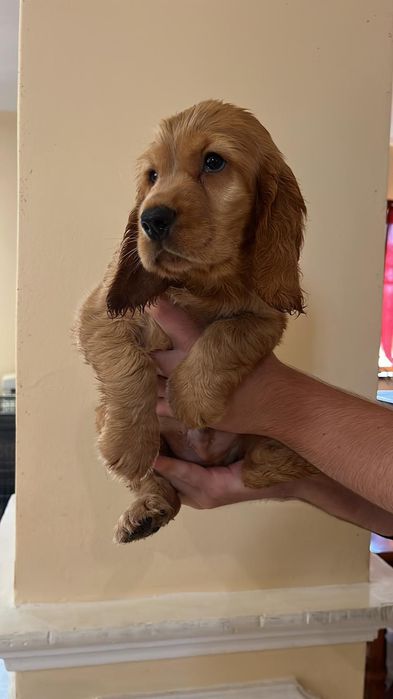 Cocker Spaniei auriu