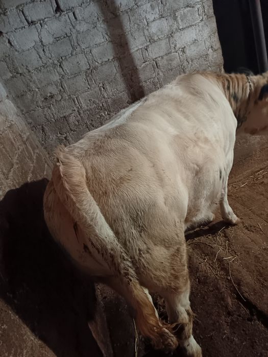 Vând junică belgian