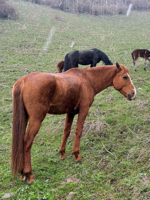Жеребец айгыр лошадь