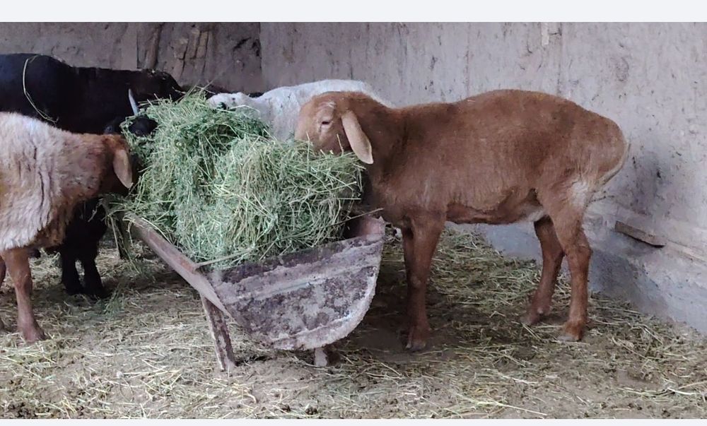 Arashan paroda moda barra sotiladi. Ikizni biri. Bug'ozligi 50/50