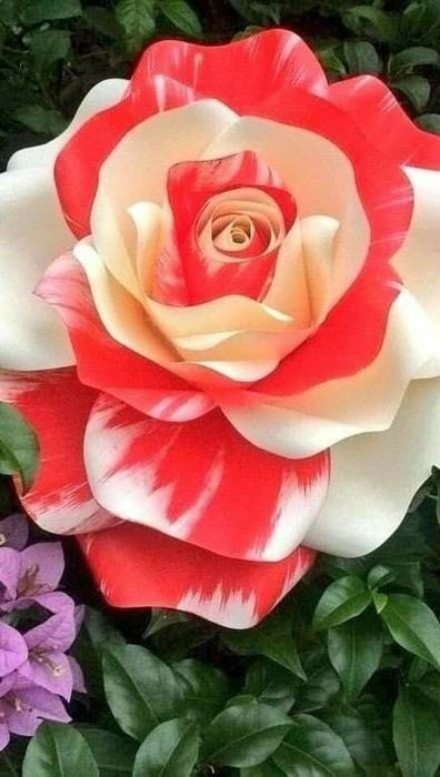 Trandafiri englezesti cu licenta intens parfumati