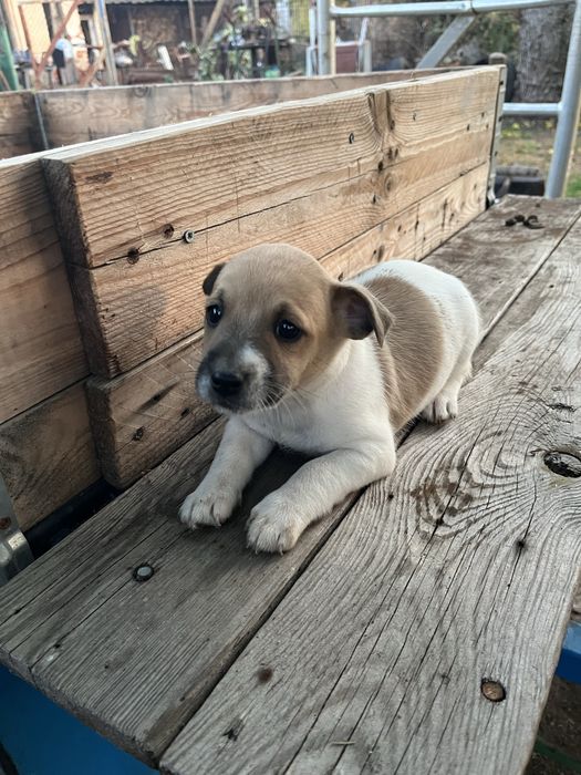 Джак ръсел териер