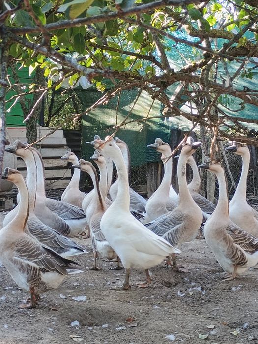 gaste chinezesti curunculate