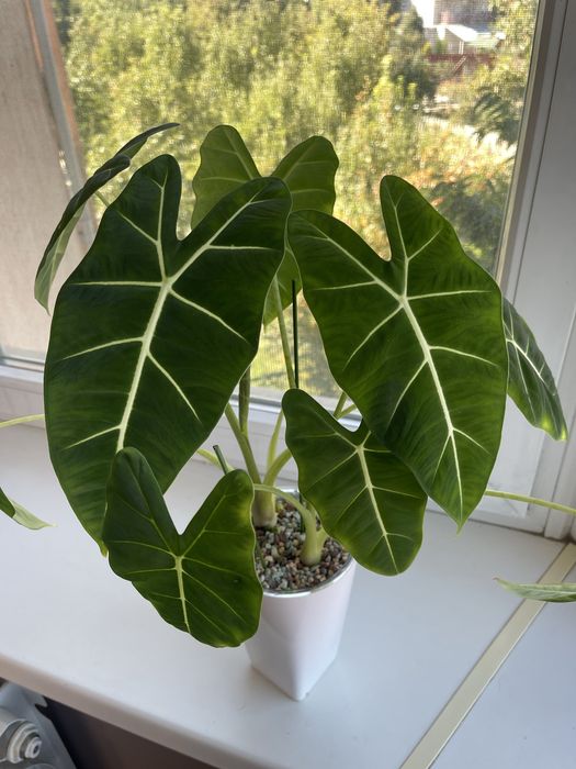 Клубни Алоказии Мишольца