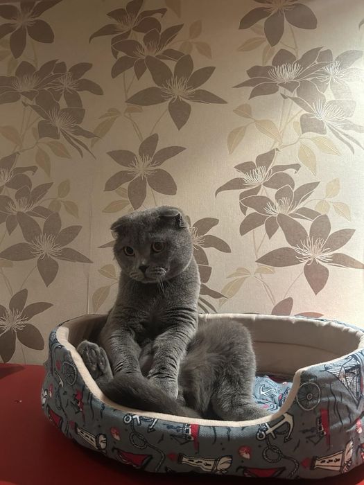 Британска Клепоуха