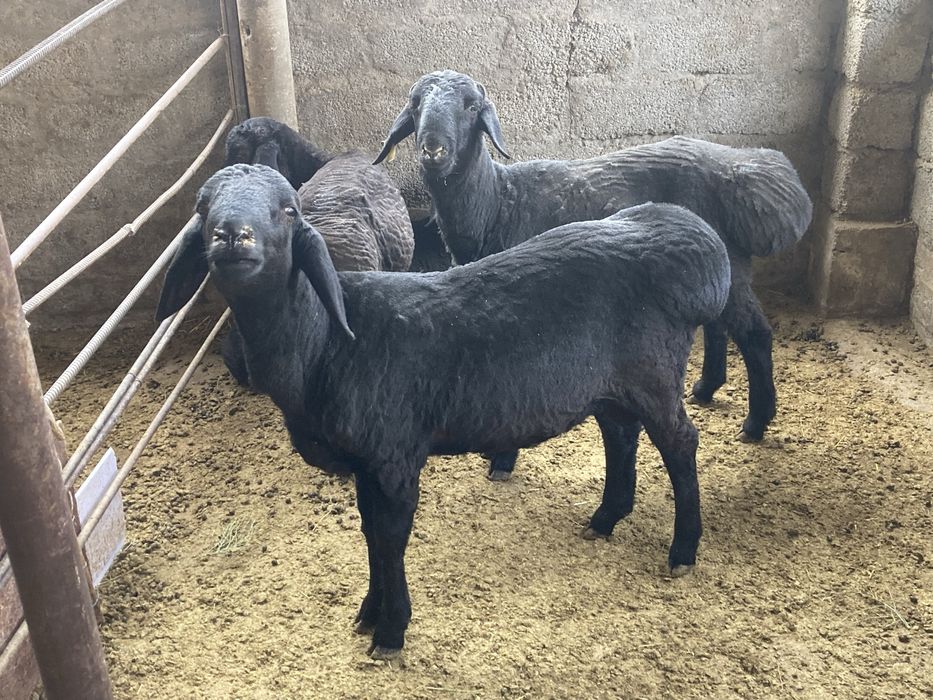 Кошкарлар сатылады