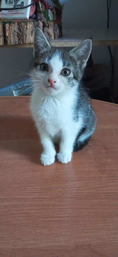 Отдается котенок