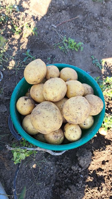 Продам дачный картофель.