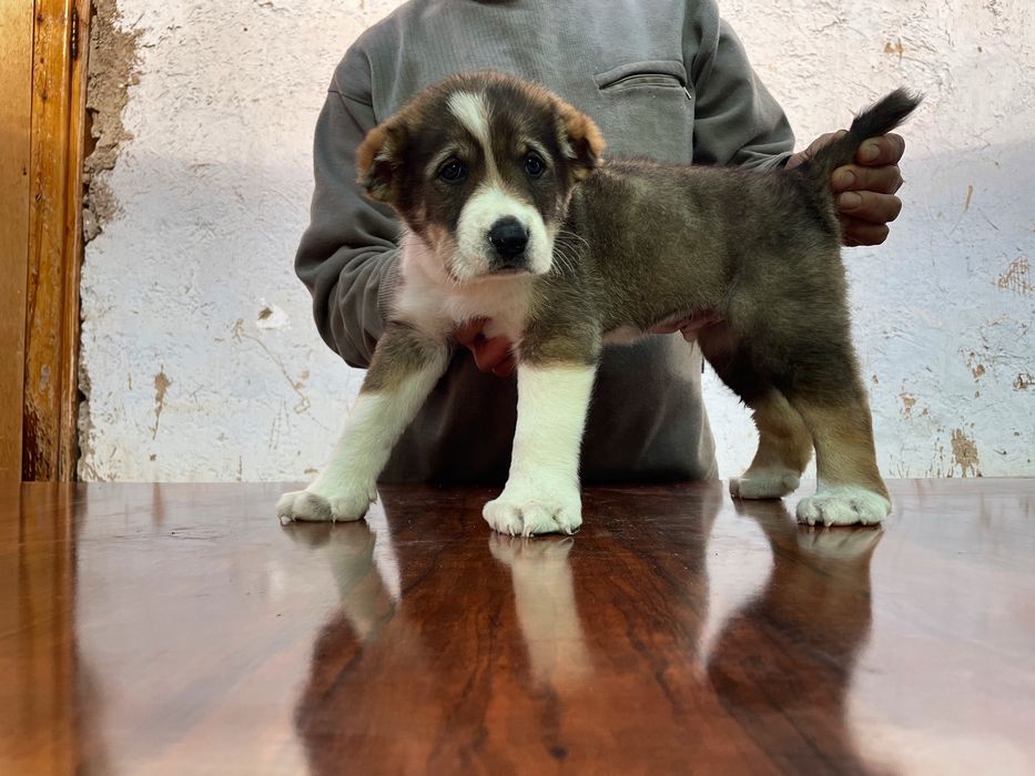 Щенок Алабая ( Супер Гигант ) чистокровный )