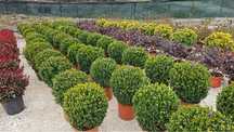 Buxus  glob cu transport gratuit