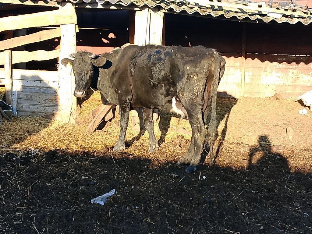 Продам дойную корову