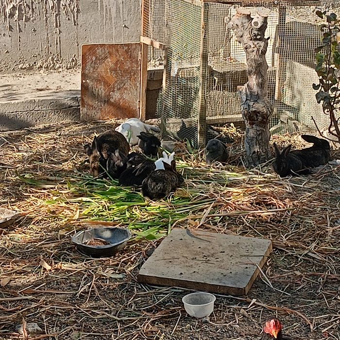 Куйонлар сотилади