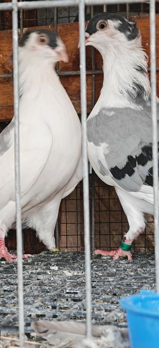 Porumbei Jucătorii de Galați