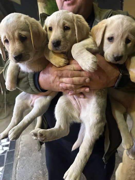 Продаются щенки лабрадора девочки