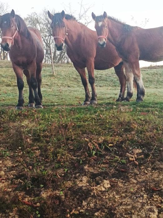 vand manz bine tinut