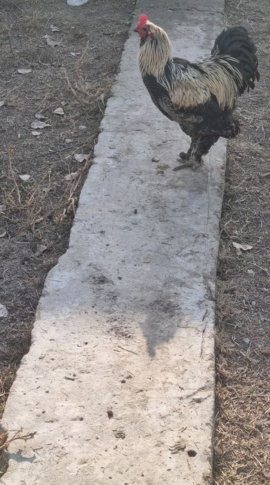 Zottor ho'roz 200ming va tovuqlar 150 mingdan