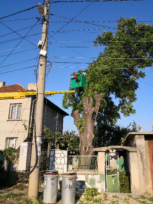 Автовишка под наем!Рязане и кастрене на опасни дървета