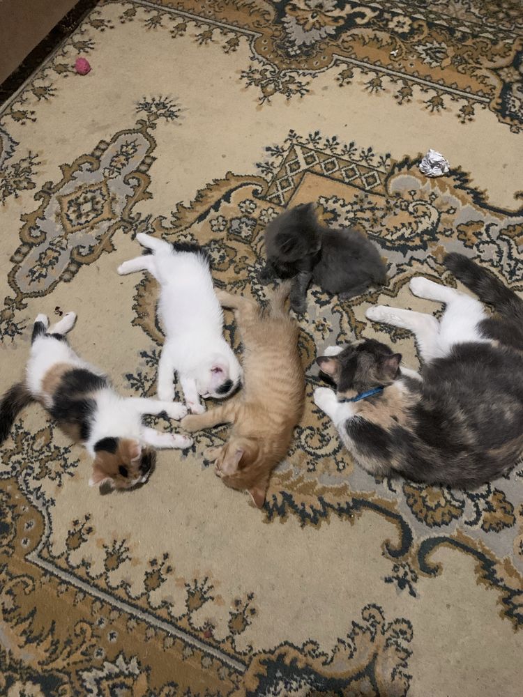 Котята в добрые руки 2 мес