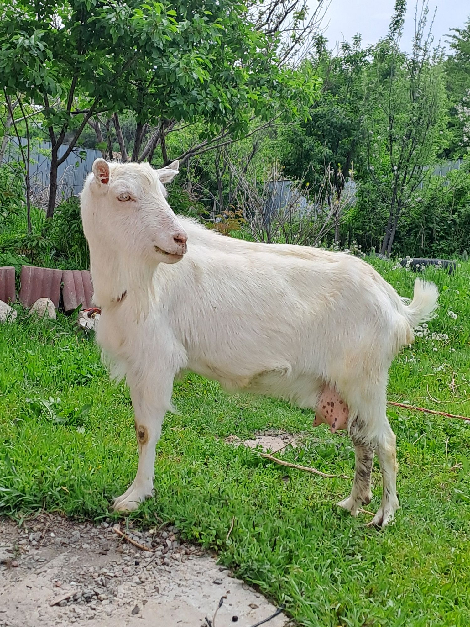 Дойная коза, 2 раза рожала