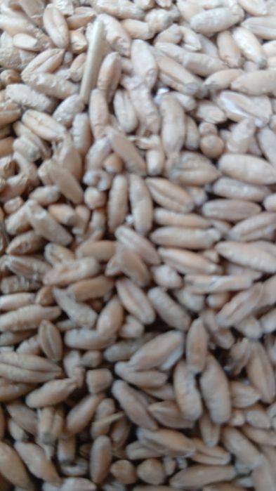 Vand triticale productia anului 2025