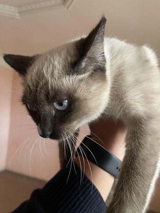 Сотилади 500мин сум келштириб берилади