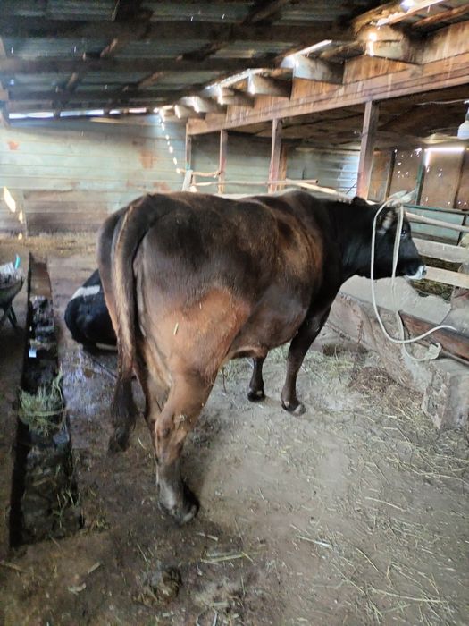 продам две коровы