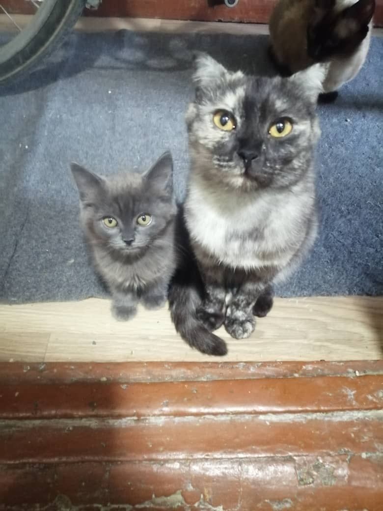 Продаётся котёнок