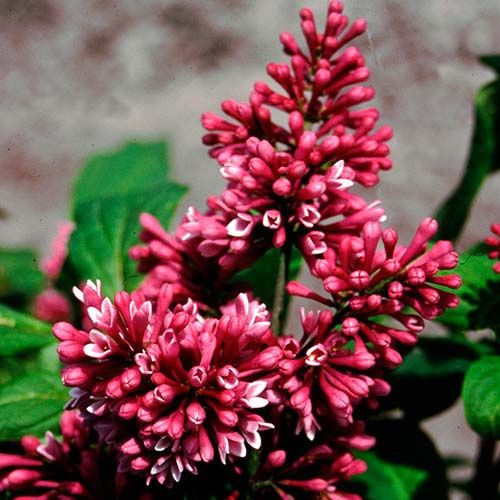 Pomi ornamentali  liliac parfumat  Roșu intens