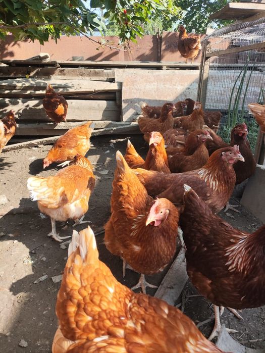 Продам кур Ломан Браун