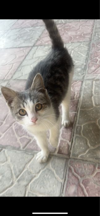 Котенок(мальчик) отдам в хорошие руки