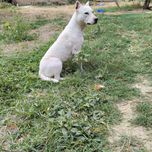 Amerikan pitbulterrer 2 yosh