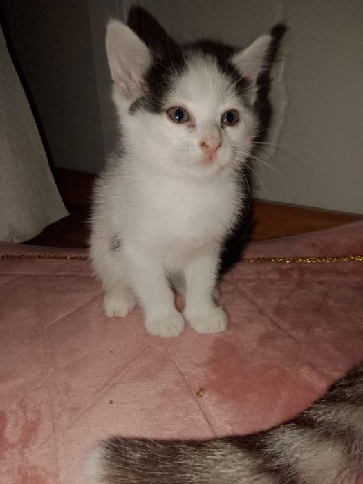 Отдам котят в добрые руки 2 мальчика 1 девочка
