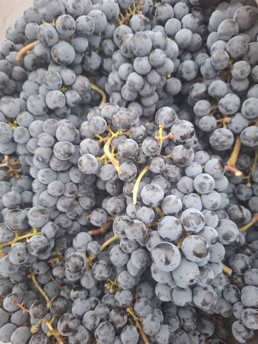 Struguri merlot pt vin