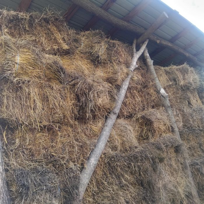 Baloți de fân cu lucernă