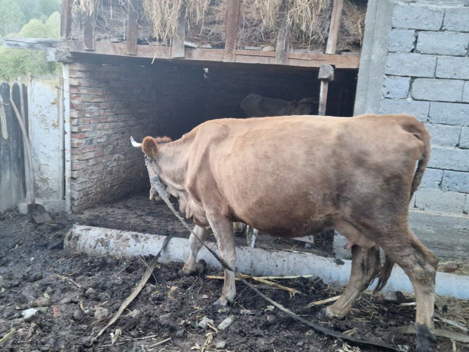 Vand 2 vaci si 1 taur si o vitea