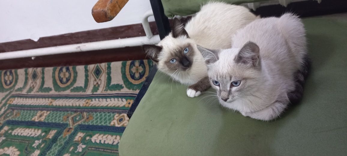 Продам котят примерно 3 айлық