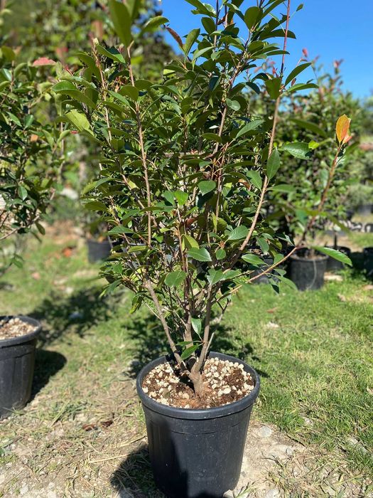 Plante ornamentale deosebite pentru colțuri decorative