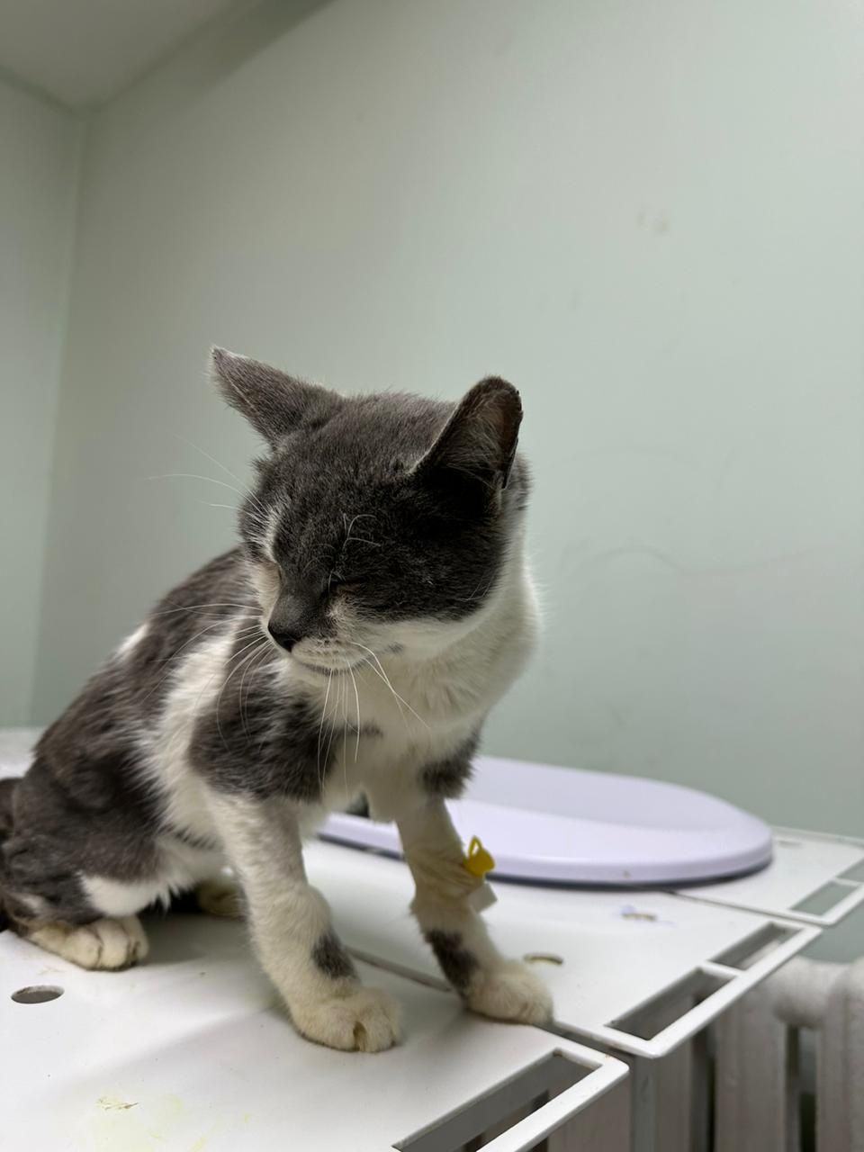 котик ищет дом или платную передержку