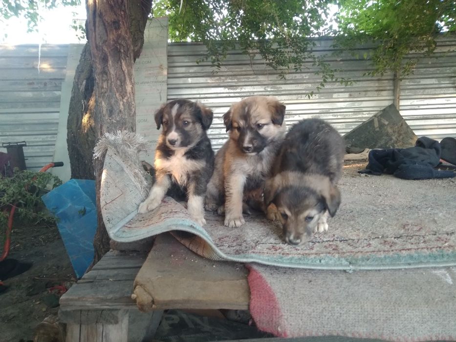 Продам щенков  по 1500 теньге щенки  хороший